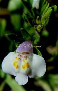  Flower